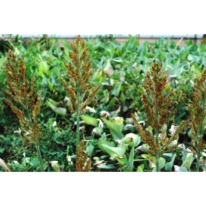 Field with sorghum plant - KUBANSKOYE KRASNOYE 1677