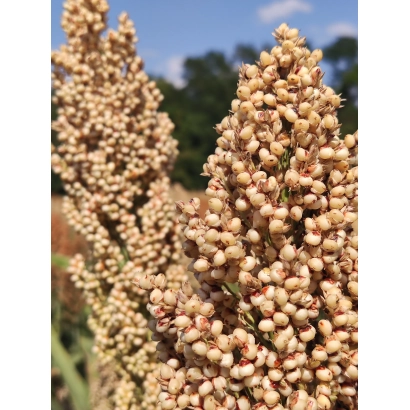 Сорго КВС АТЛАНТУС на поле