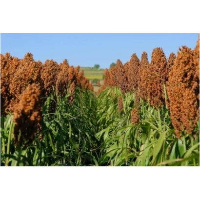 Поле сорго с плодами на фоне голубого неба - Лан 59