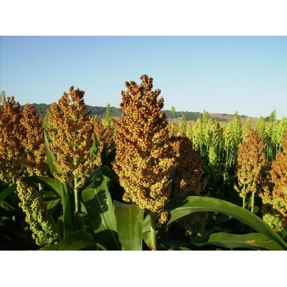 Поле сорго з великими колосами на фоні блакитного неба - Промінь