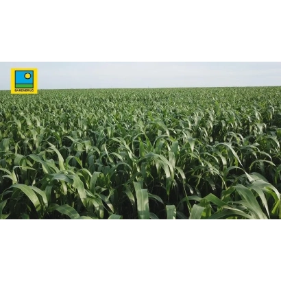 Поле с сорго - Нутритоп Стар