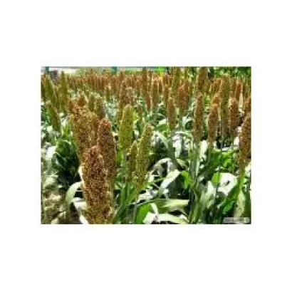 Поле сорго зрілих колосків на фоні зеленої листя - Одеський 205 / Одеський 205