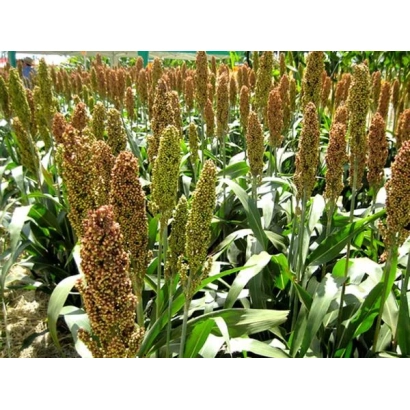 Field of sorghum with mature heads - Odessa 220