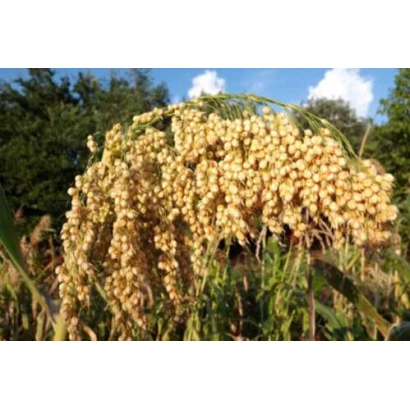 Зерно сорго на полі під блакитним небом - Одеське раннє