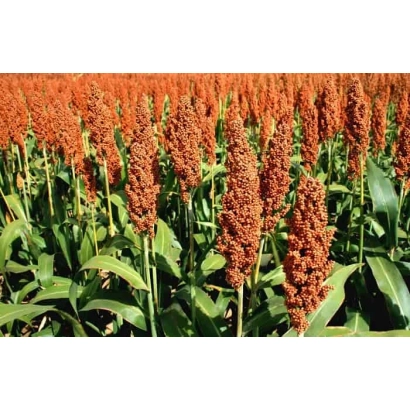 Поле сорго с плодами оранжевого цвета - ОРАНЖЕВОЕ 160
