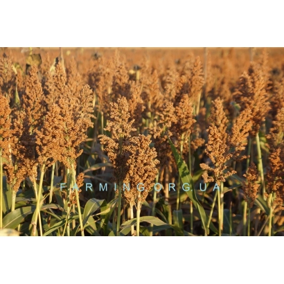 Sorghum field with text FARMING ORLOV - ORLOVSKOE