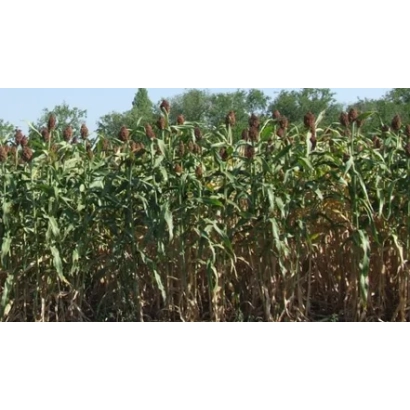 Поле сорго на фоні неба - ПАМ'ЯТІ ШЕПЕЛЯ