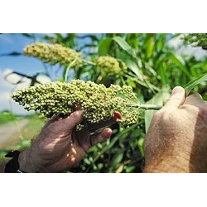 Руки тримають колос сорго на фоні зелених рослин - Південне