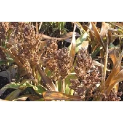 Сорго на полі, дозрілі колоски - Прайм F1