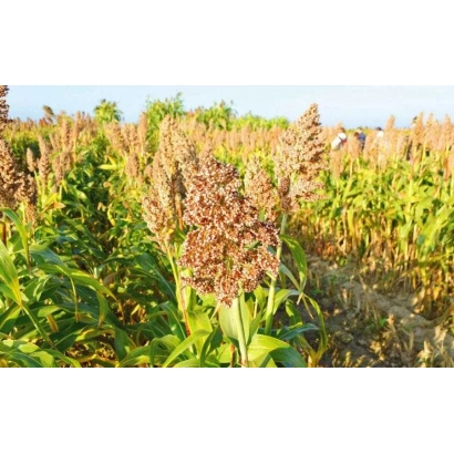 Поле сорго с цветущими метелками на фоне голубого неба - Рокер