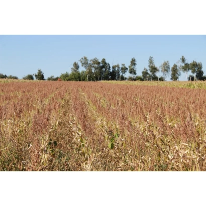 Поле зрілого сорго під блакитним небом - РСК ЛОКУС