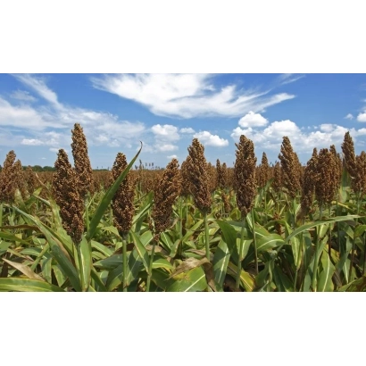 Поле сорго Сахара под голубым небом