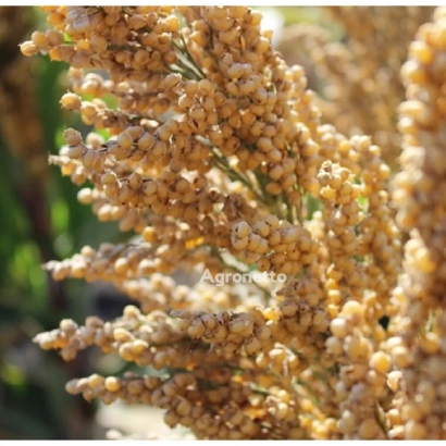 Sorghum in field background - Samaran 6