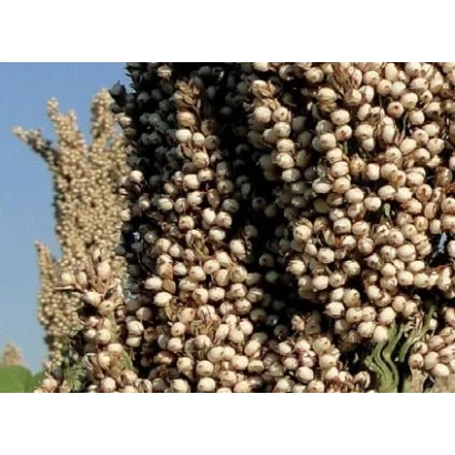 Сорго на фоне голубого неба - Самурай