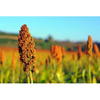 Поле сорго с крупным планом колоса на фоне голубого неба - САРКИН