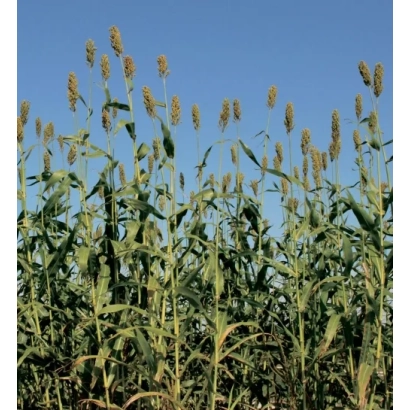 Поле сорго на фоне голубого неба - САТРАП