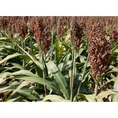 Поле сорго с зрелыми колосками на фоне зелёной листвы - САЖЕНЬ