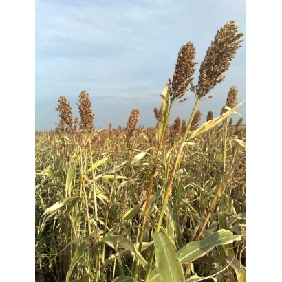 Поле сорго на фоні неба - СЕВІЛЬЯ
