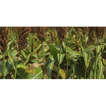 Field of sorghum with SILAGE 88 fruits