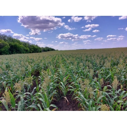 Поле с сорго под голубым небом с облаками - СЛАВЯНСКОЕ ПОЛЕ ВС