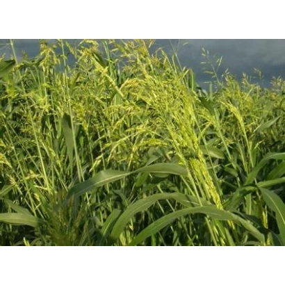 Поле сорго на фоні води - Солярис