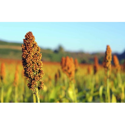 Field of sorghum with close-up of a tassel against a blue sky - SOLARIUS