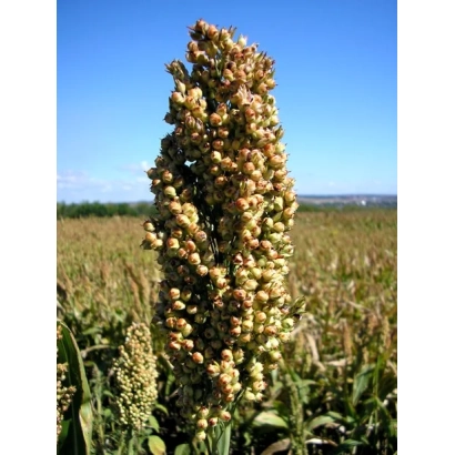 Сорго на поле под голубым небом - Солнышко