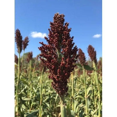 Поле сорго с темно-красными колосками на фоне голубого неба - Сотник