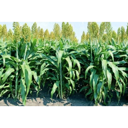 Поле сорго на фоне высоких растений - Старт