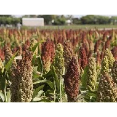 Field of sorghum STAVROPOL 63