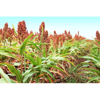 Поле сорго Степовий 8 F1 на фоні блакитного неба