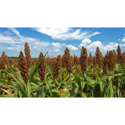 Поле сорго под голубым небом с облаками - Стингг