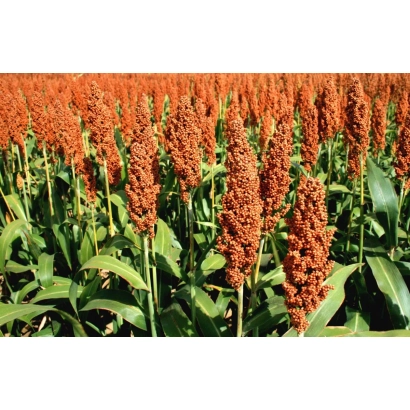 Поле з сорго на стадії цвітіння - Стратея