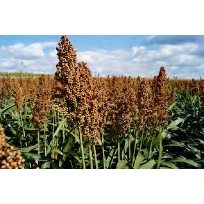 Поле сорго под голубым небом - Таргга