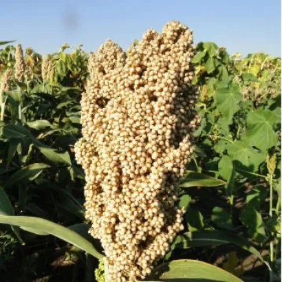 Sorghum in field, close-up of ear - Tomagavk