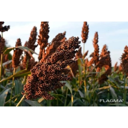 Сорго Юбилейное на поле