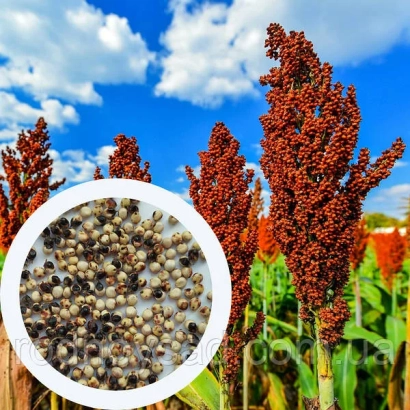 Сорго на фоні синього неба з крупним планом зерен у круглій рамці - УКРАЇНСЬКЕ 20