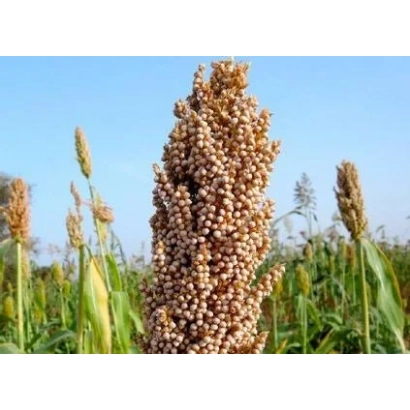 Сорго на полі, крупний план колоса - Універсал