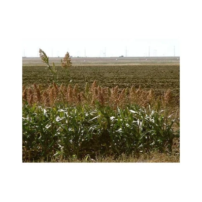 Field of sorghum against the horizon - Early Venichne