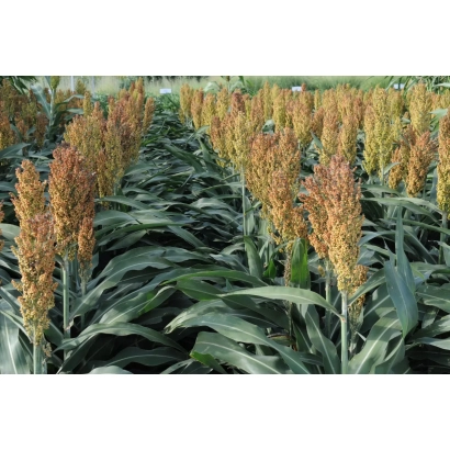 Field of sorghum with fruit, variety VOLGAR