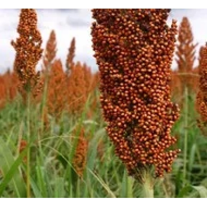 Sorghum in field, mature ears against green field background - VOLGOGRADSKOYE 20