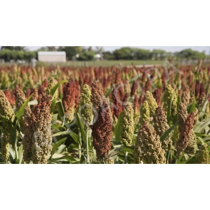 Поле сорго ЗЕРНОГРАДСКОЕ 38