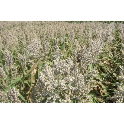 Поле сорго ЗЕРНОГРАДСКОЕ 88