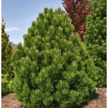 Сосна БЕЛЬКОВСКАЯ 137 на фоне других растений