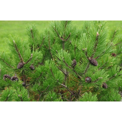 Хвойное растение сосна с шишками на фоне зелёной травы - Карпатский