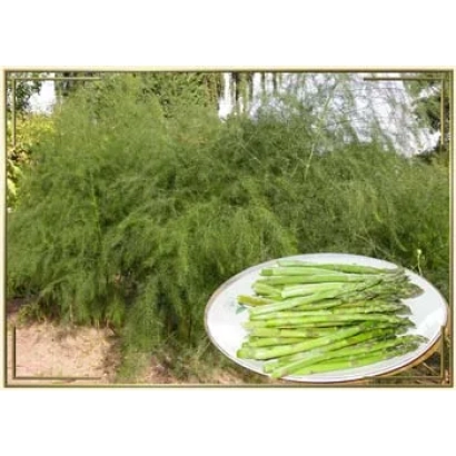 Fresh asparagus on a plate against a background of green plants - ARGENTELSKAYA