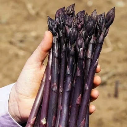 Рука держит свежие темно-фиолетовые стрелки спаржи на фоне земли. - ЭРАЗМУС