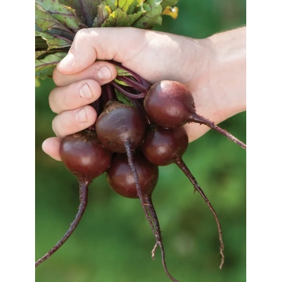 A hand holds a bunch of beetroot vegetables with green leaves against a grassy background. - Babybeat / Bébíbit