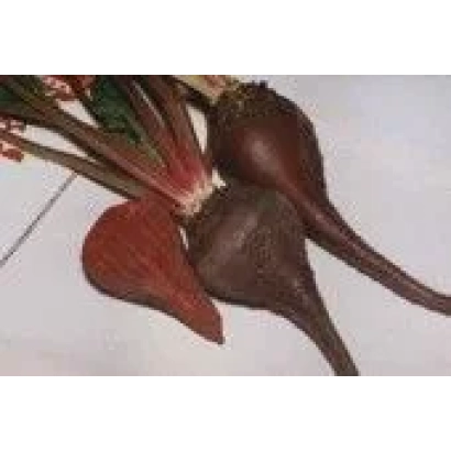 Beetroot roots of the variety Bagrianyi on a white background