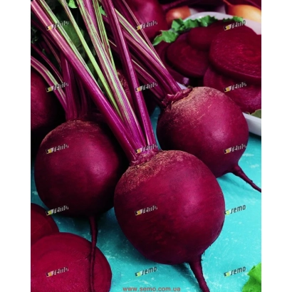 Beetroot roots of the Betina variety on a blue background